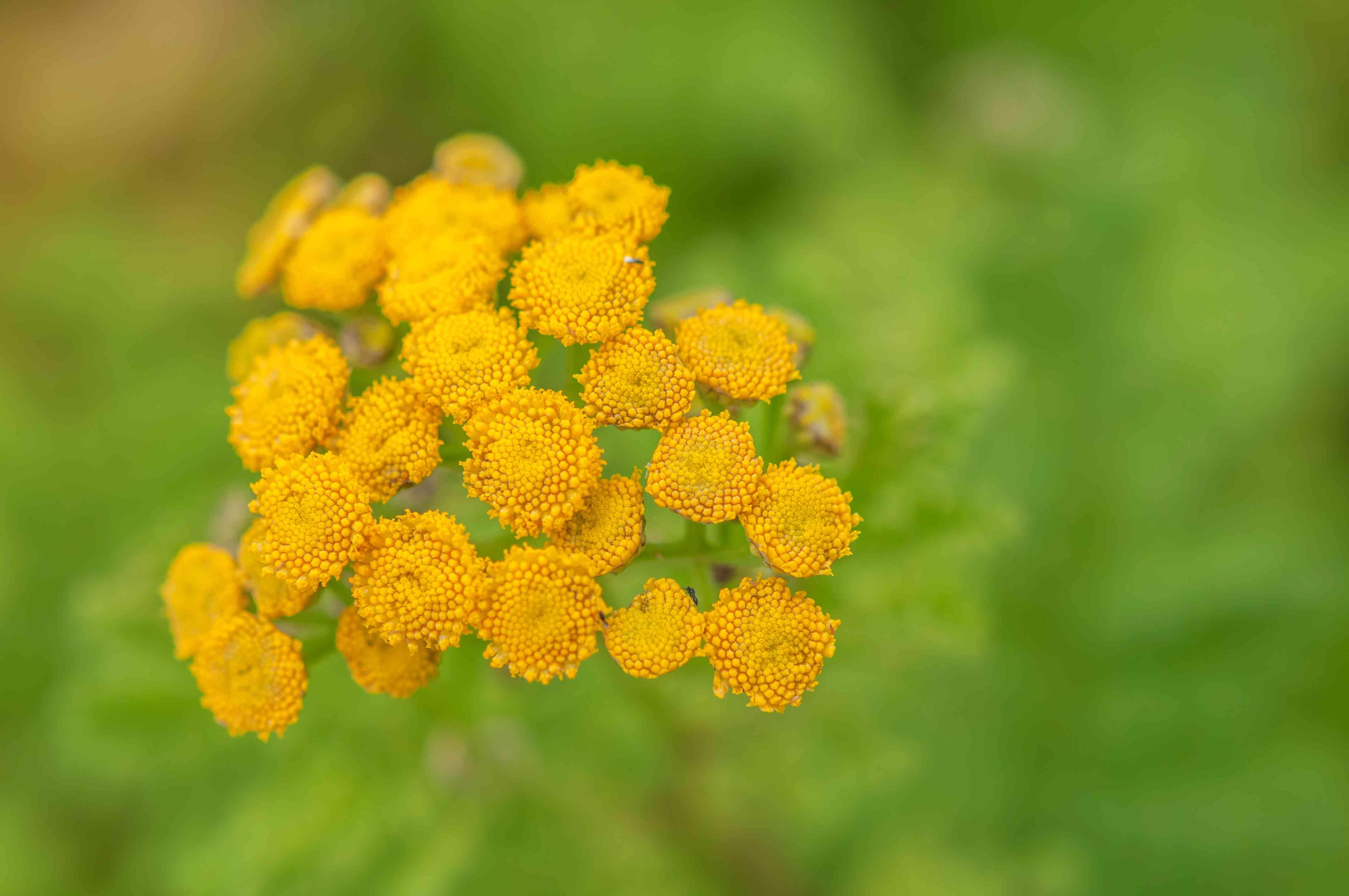 Tansy