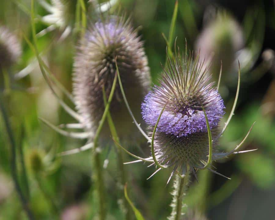 Teasel