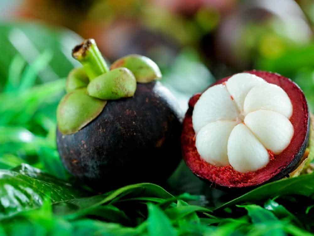 Terap_Wild_Mangosteen