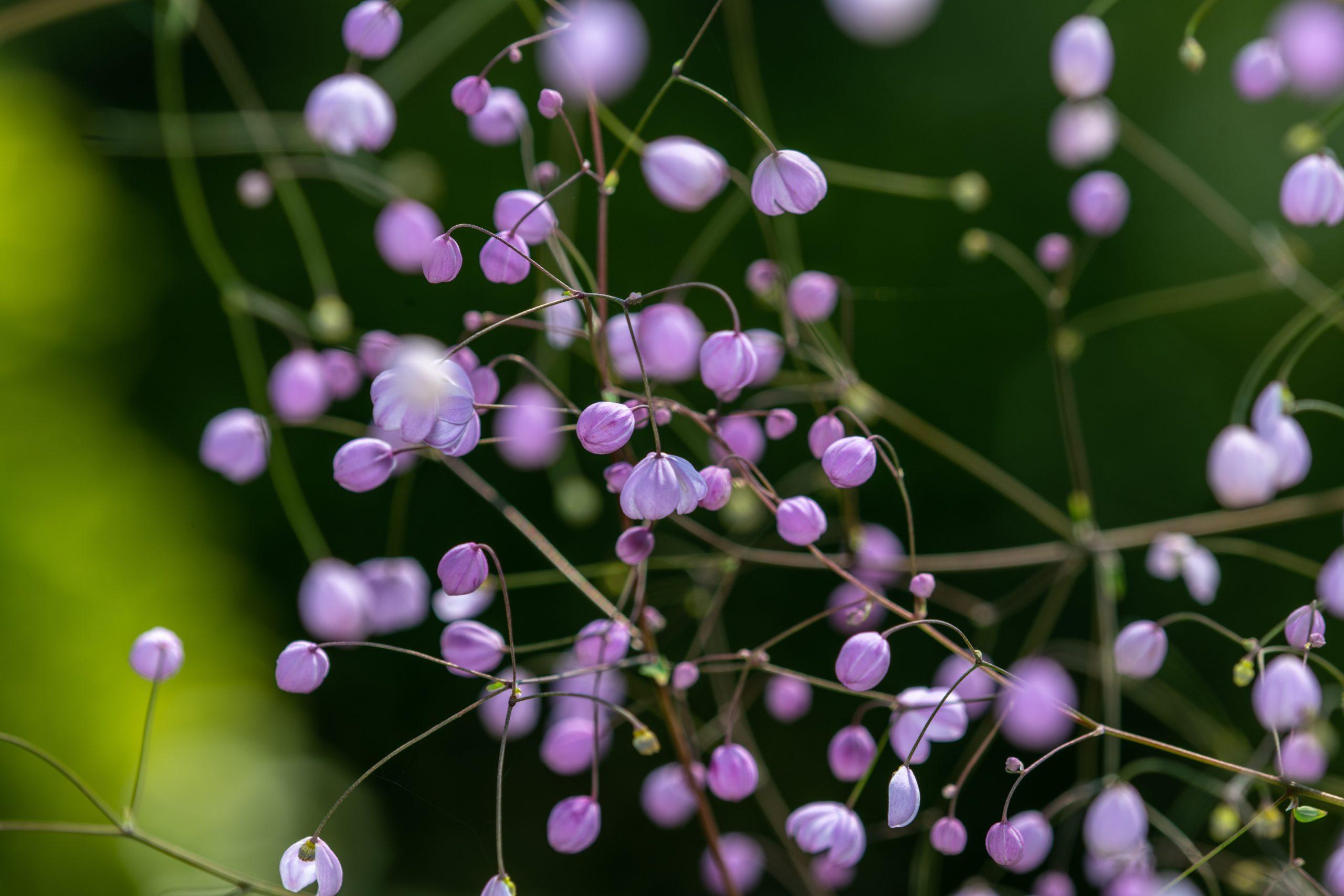Thalictrum_Meadow_Rue
