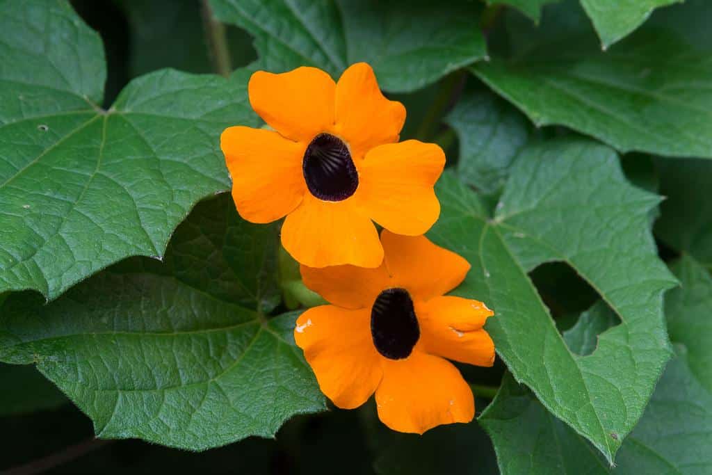 Thunbergia_Black-Eyed_Susan_Vine