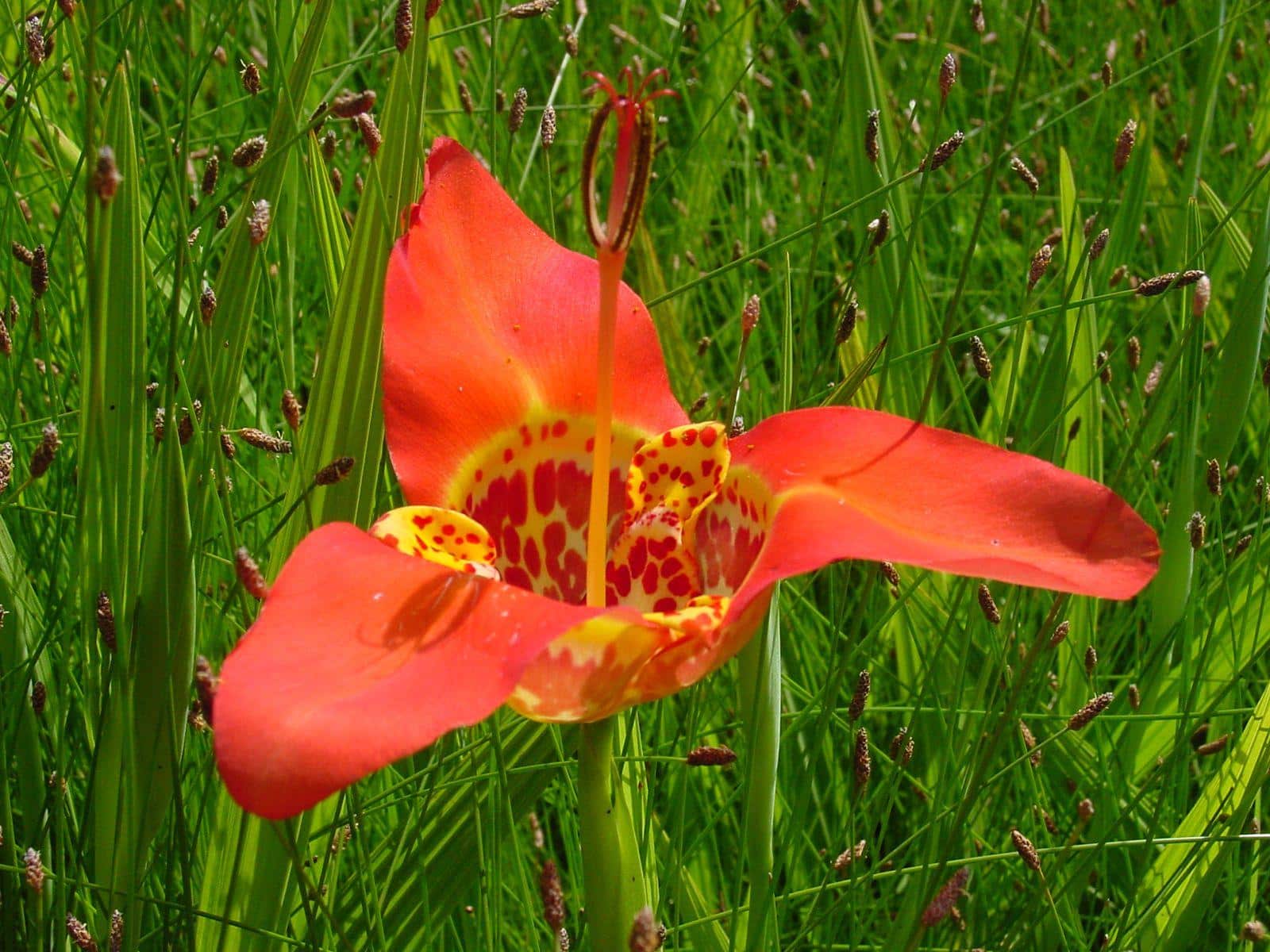Tigridia_Tiger_Flower