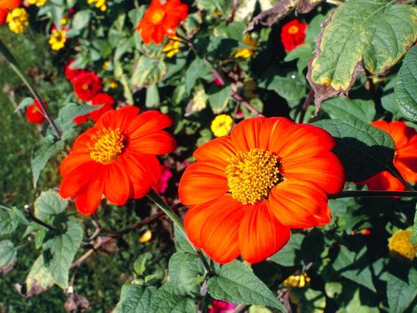 Tithonia_Mexican_Sunflower