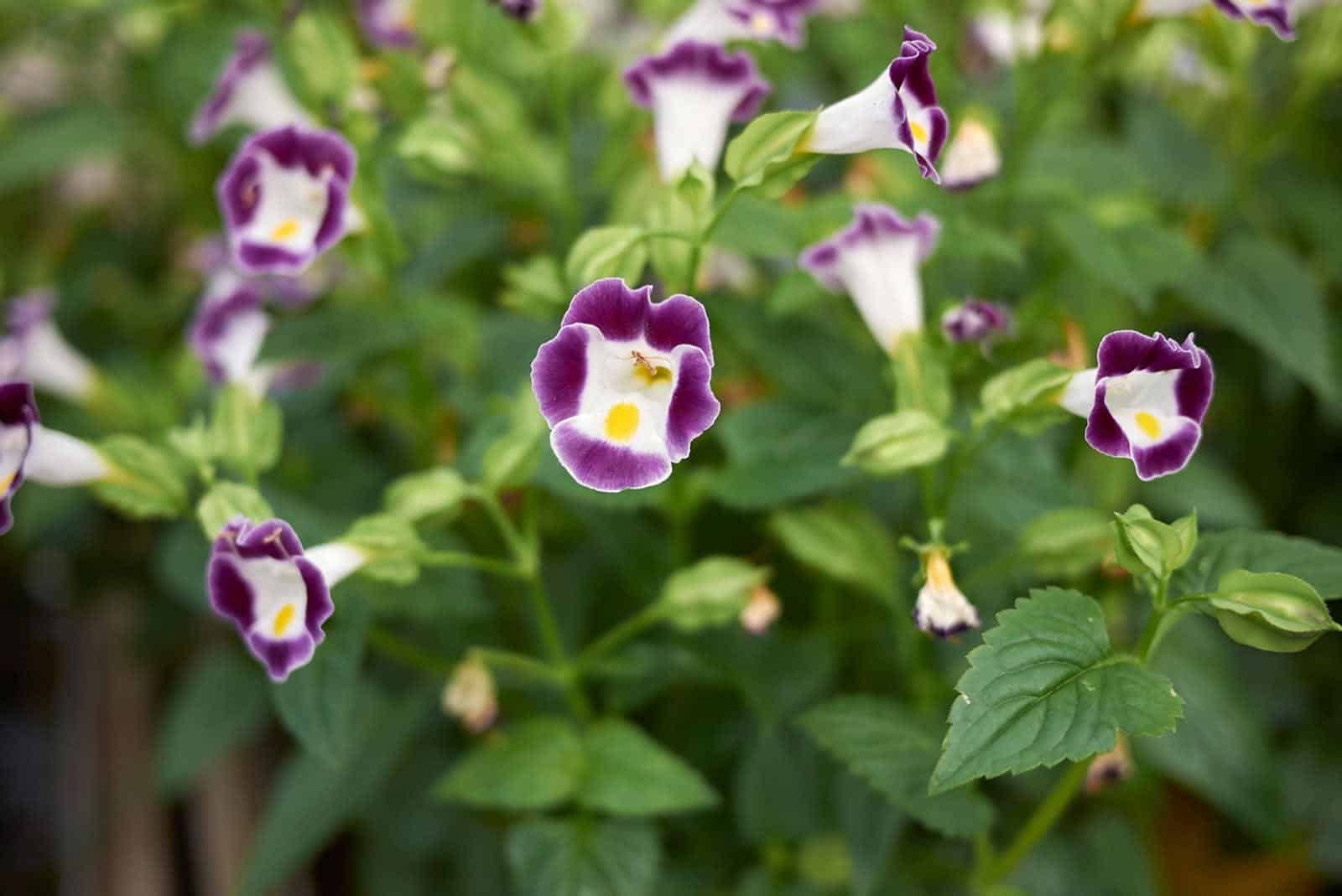 Torenia_Wishbone_Flower