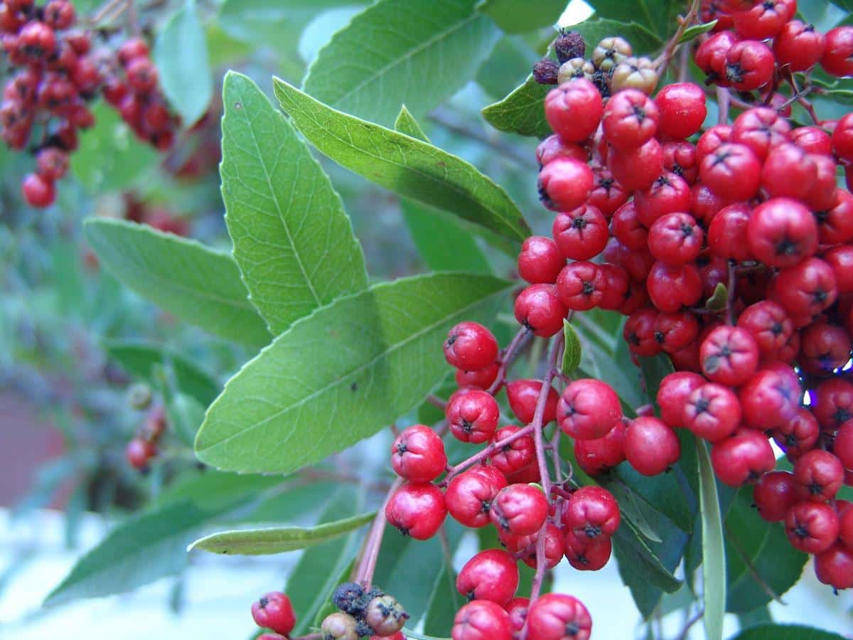 Toyon_Berry