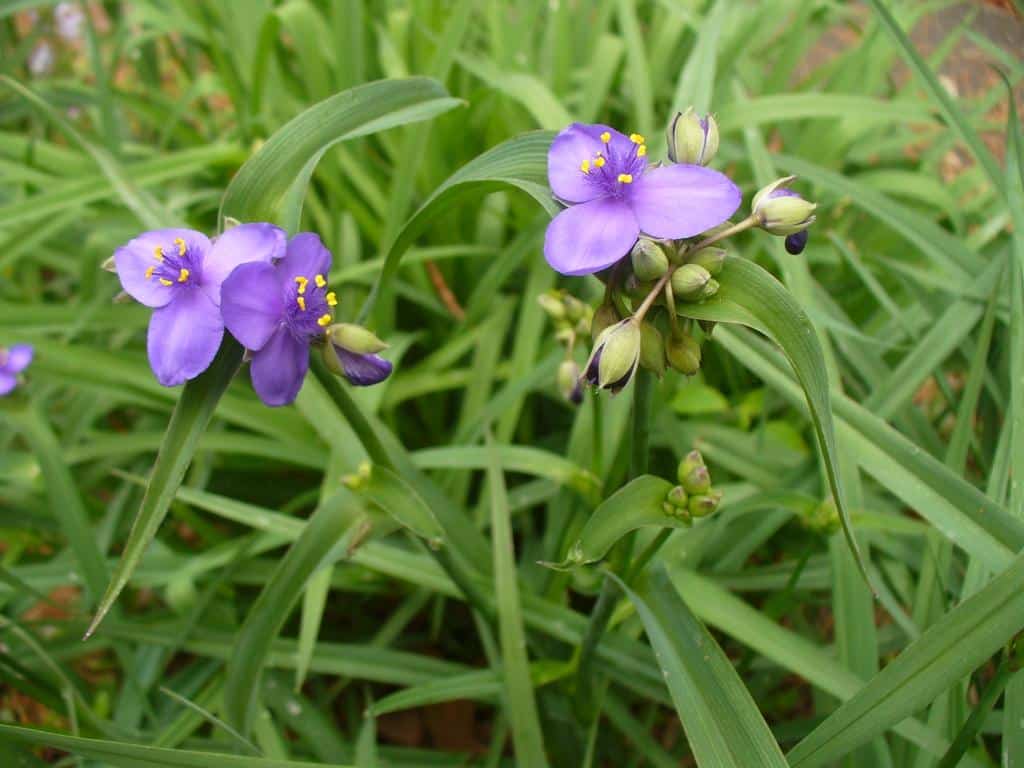 Tradescantia_Spiderwort