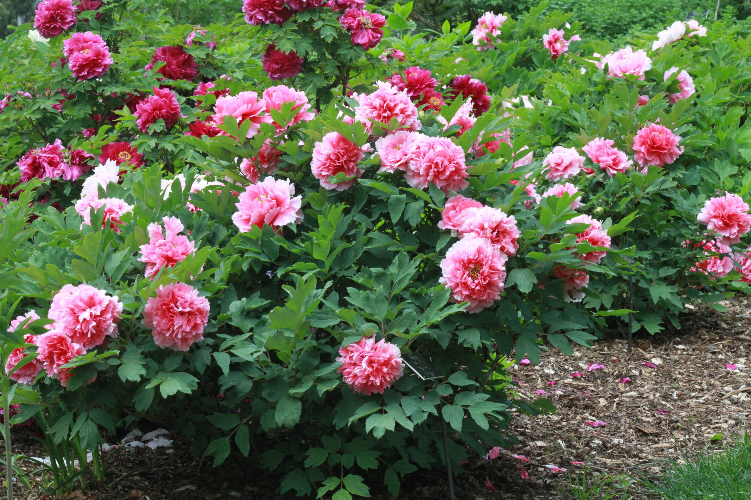 Tree_Peony