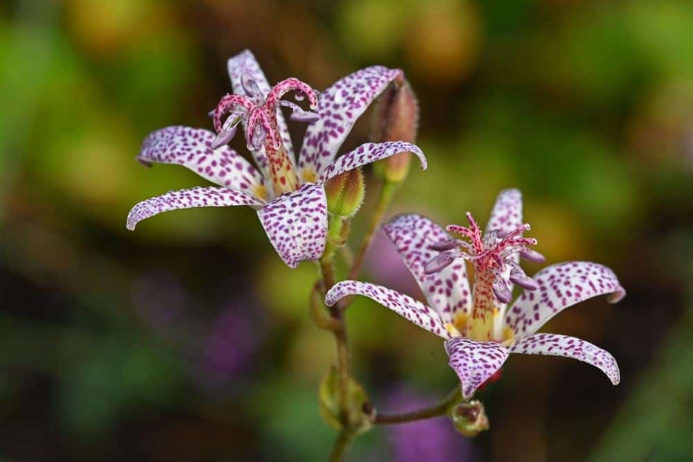Tricyrtis_Toad_Lily