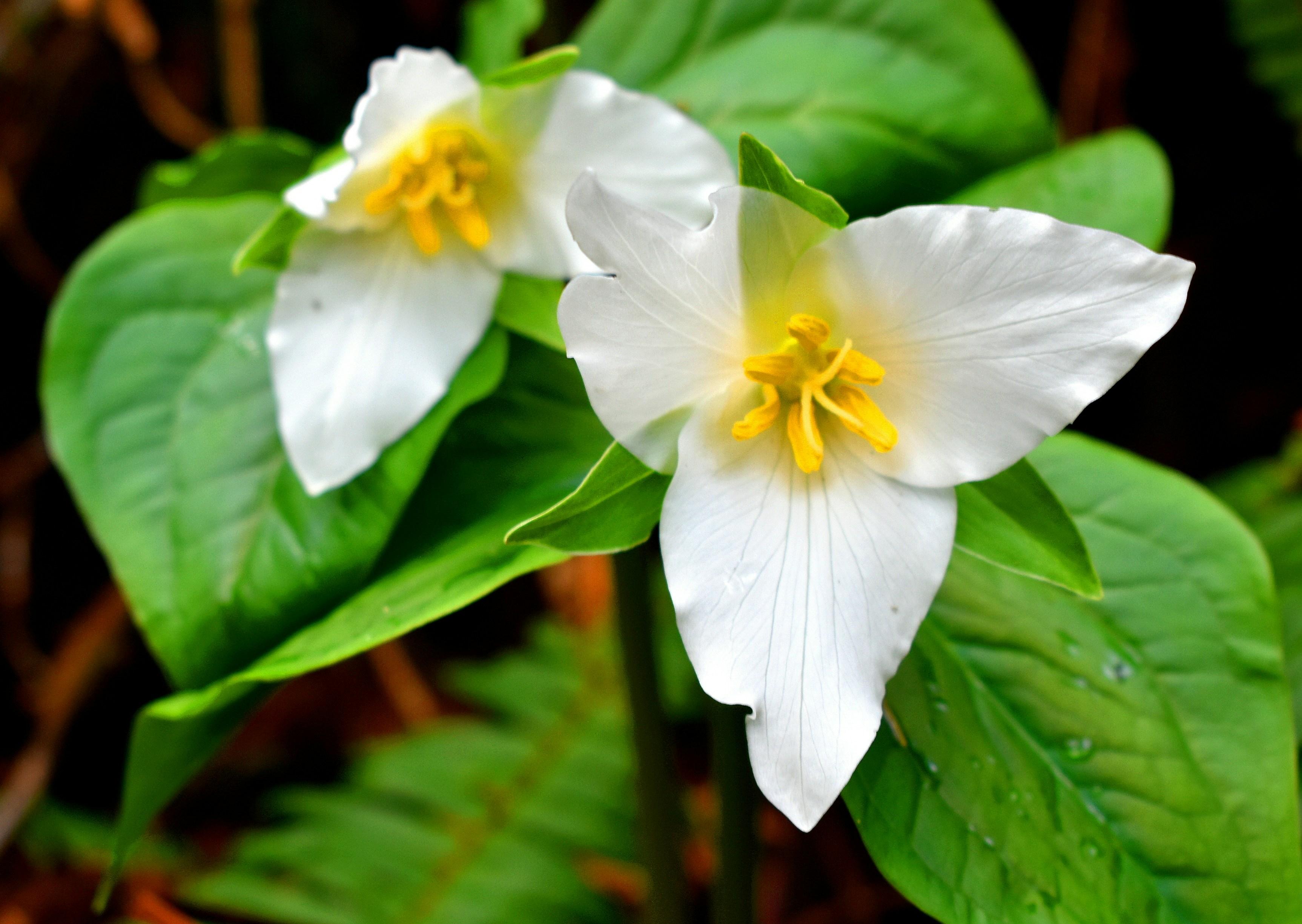 Trillium