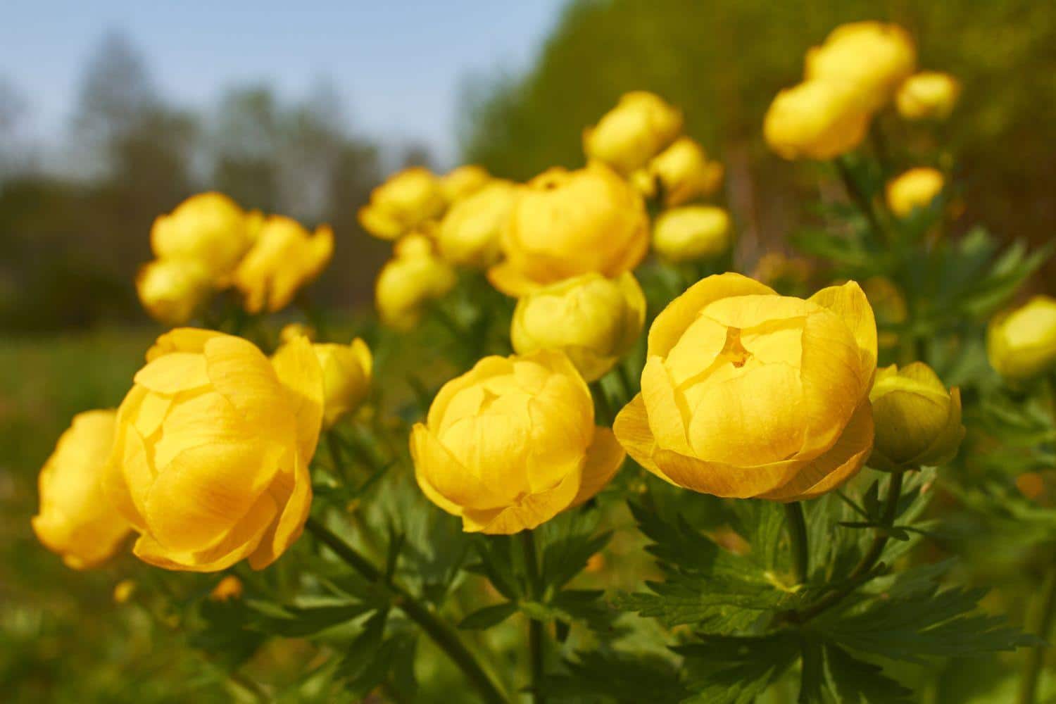 Trollius_Globeflower