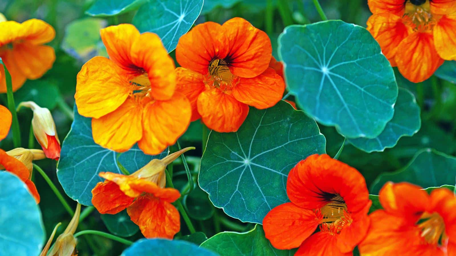 Tropaeolum_Nasturtium