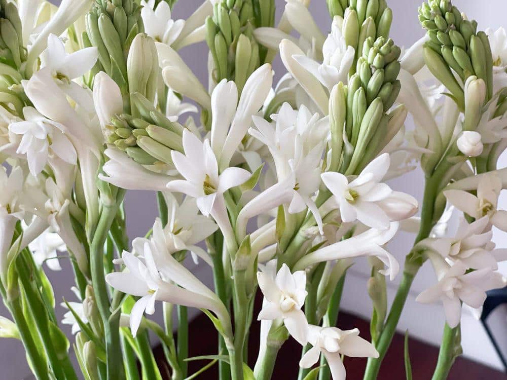 Tuberose