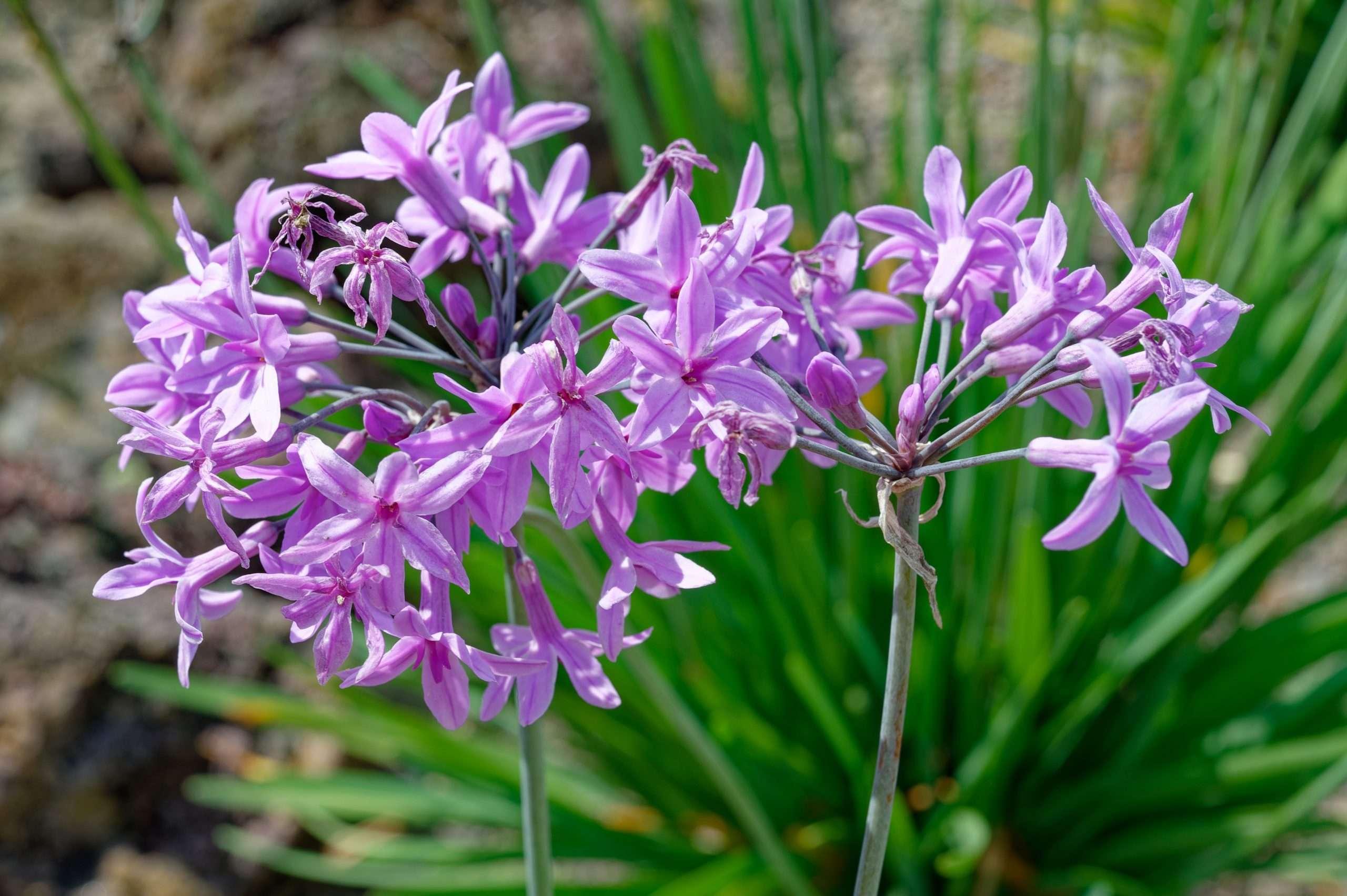 Tulbaghia_Society_Garlic