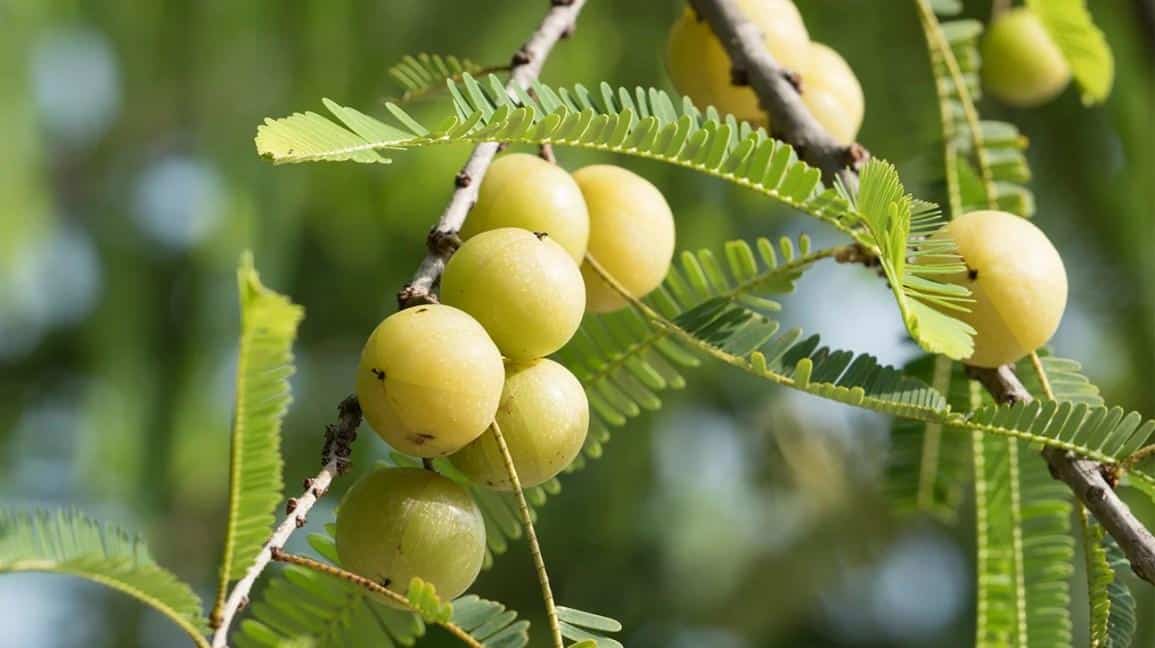 Tunda_Indian_Gooseberry