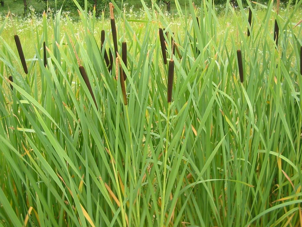 Typha_Cattail