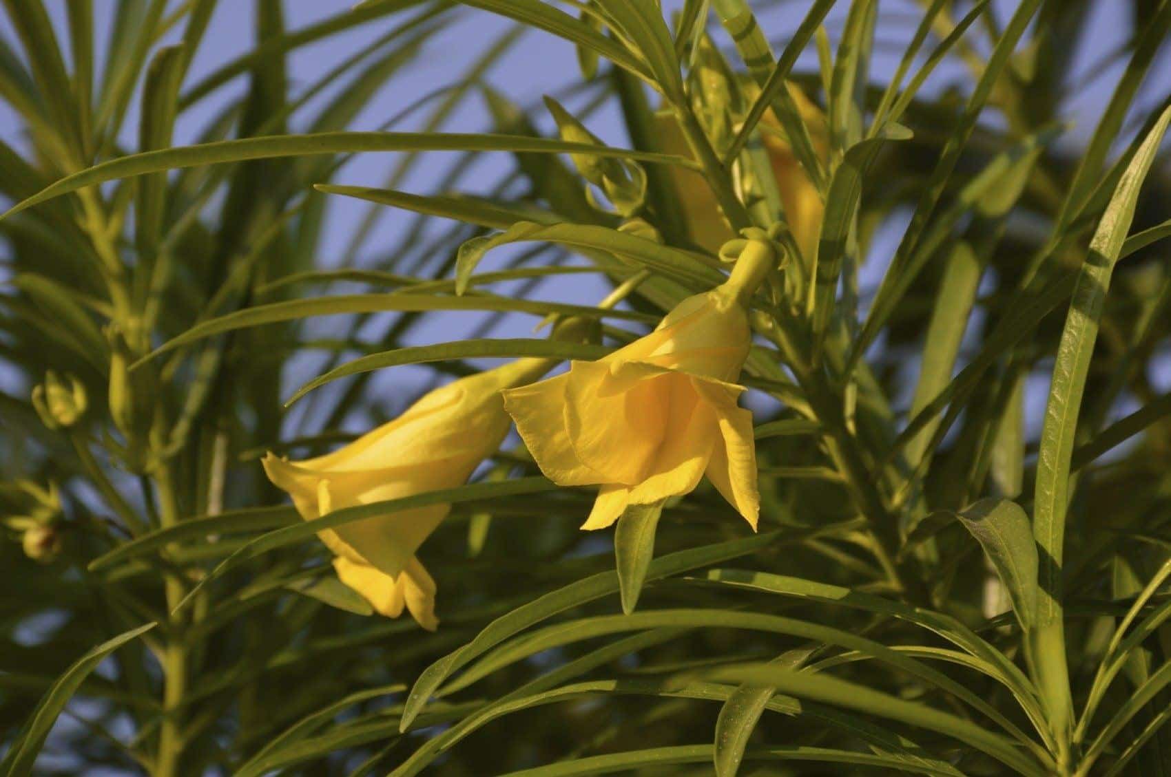 Yellow_Oleander