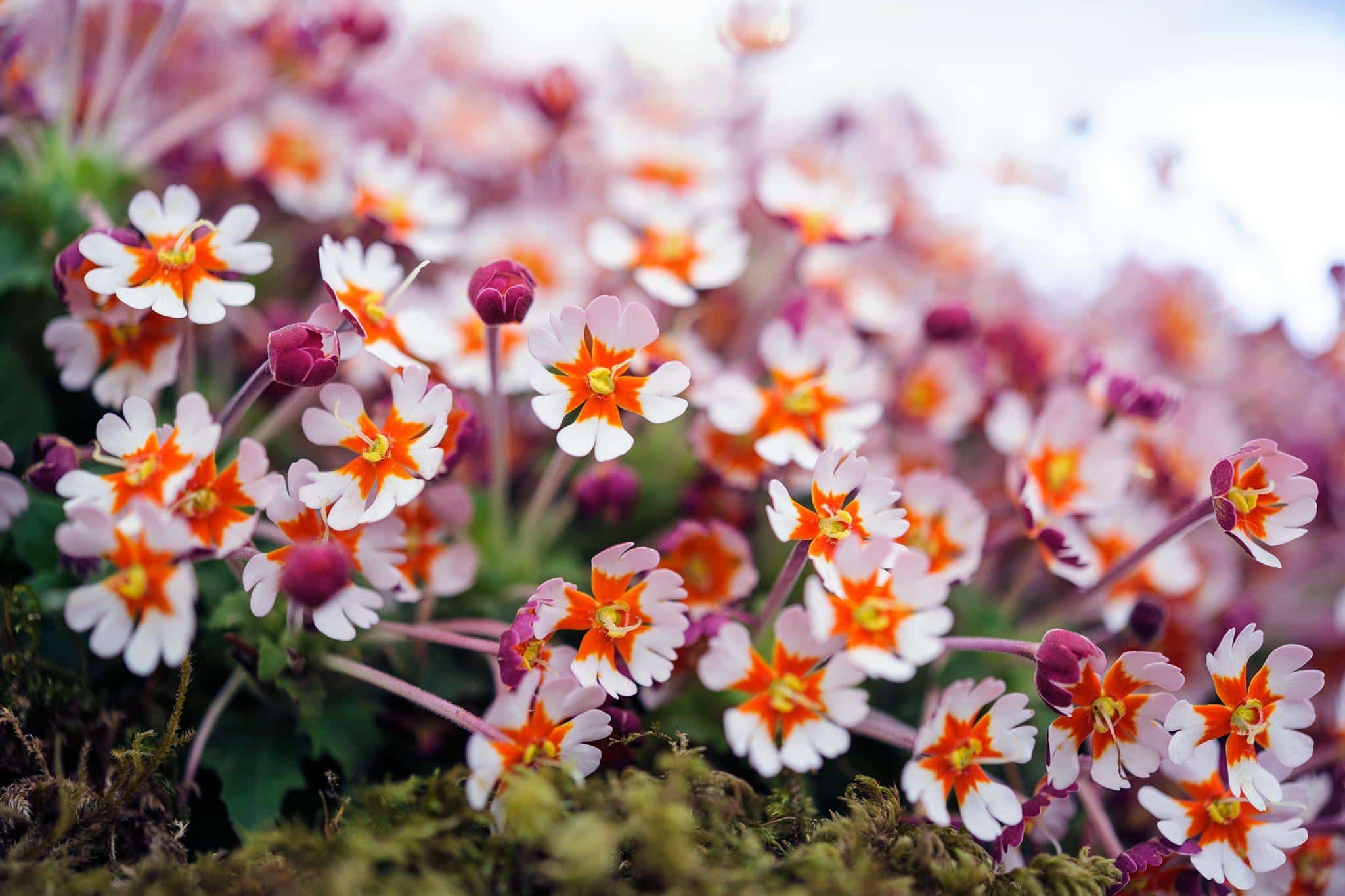 Zaluzianskya_ovata_South_African_Native