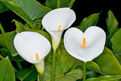 Zantedeschia_Calla_Lily