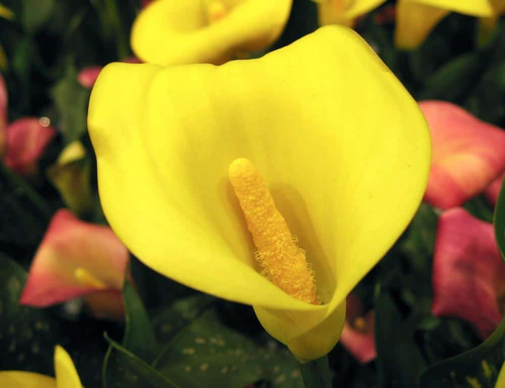 Zantedeschia_elliottiana_Yellow_Calla_Lily