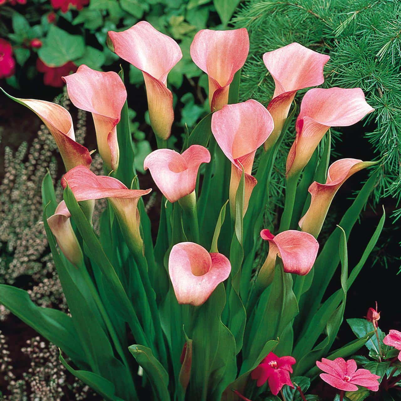 Zantedeschia_rehmannii_Pink_Calla_Lily