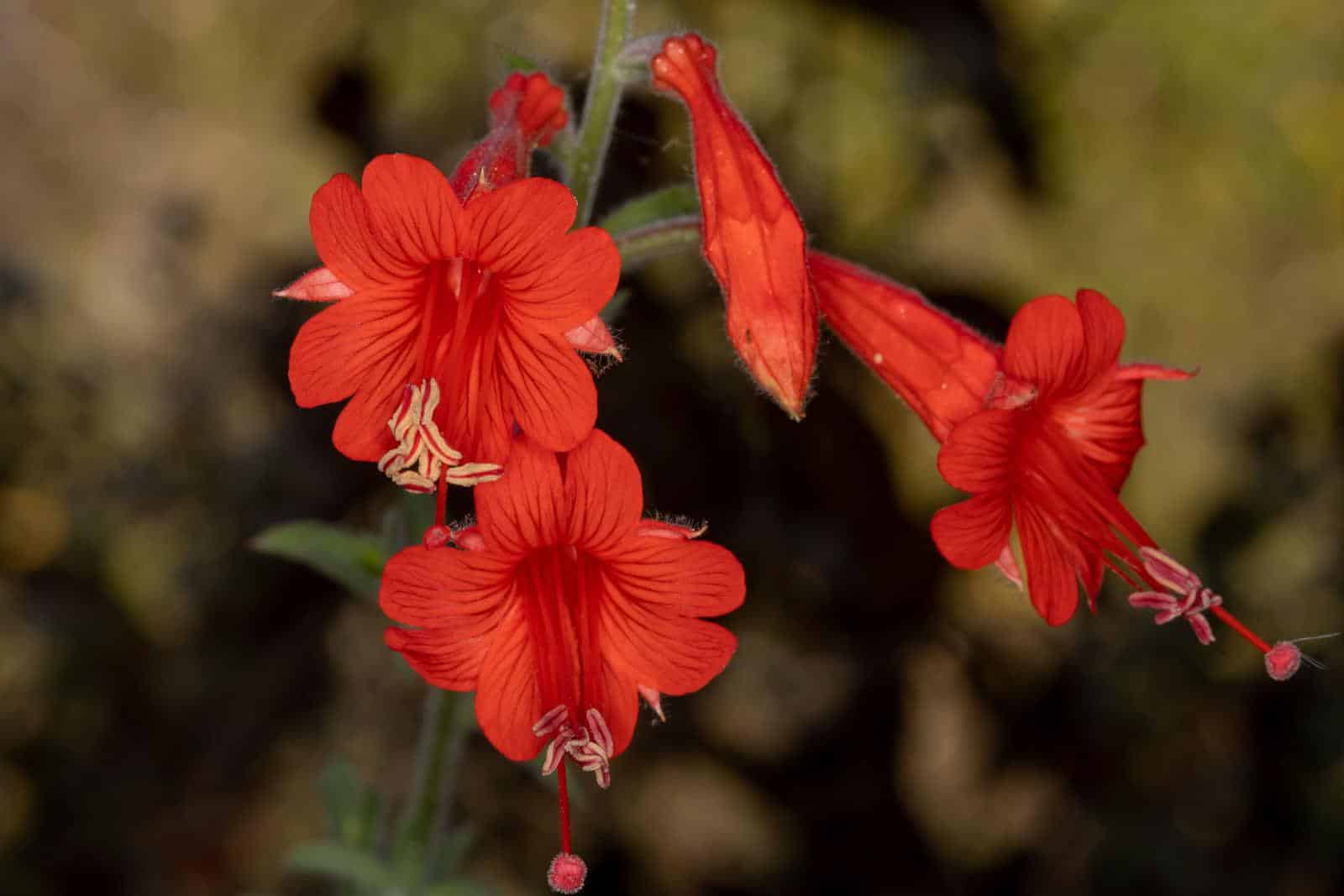 Zauschneria_California_Fuchsia