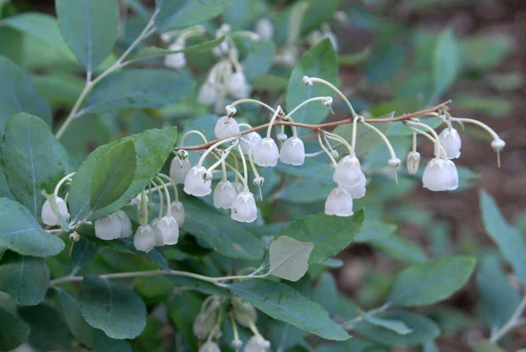 Zenobia_Dusty_Zenobia