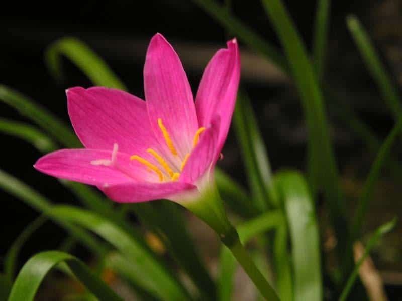 Zephyranthes_Rain_Lily