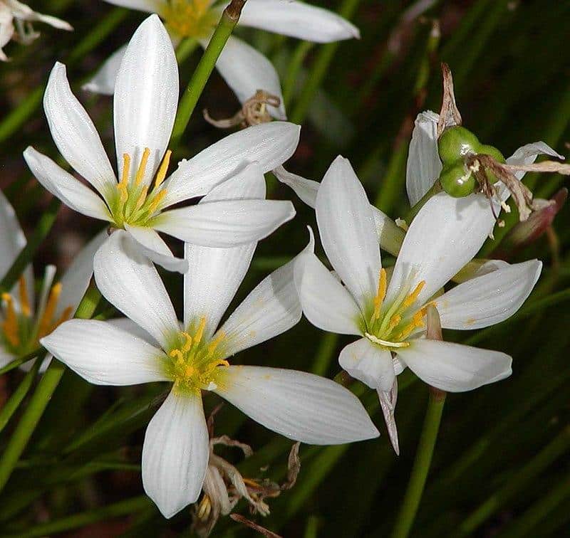 Zephyranthes_candida_White_Rain_Lily