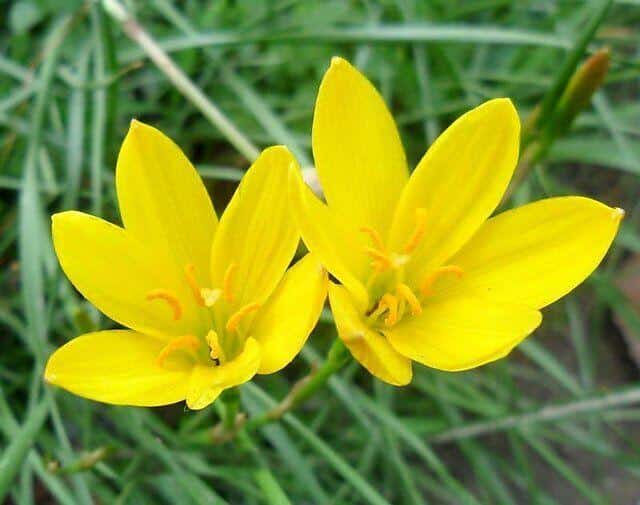 Zephyranthes_citrina_Yellow_Rain_Lily