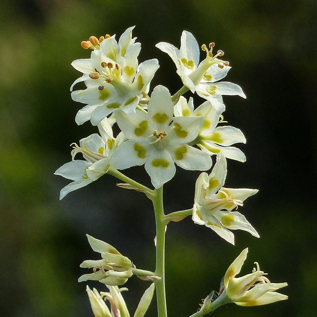 Zigadenus_Death_Camas