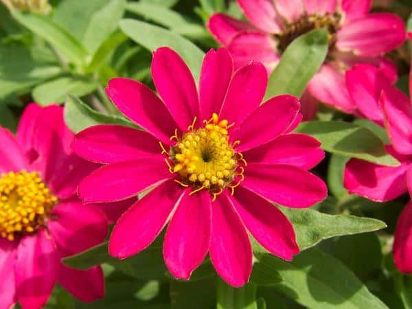 Zinnia_angustifolia_Narrowleaf_Zinnia
