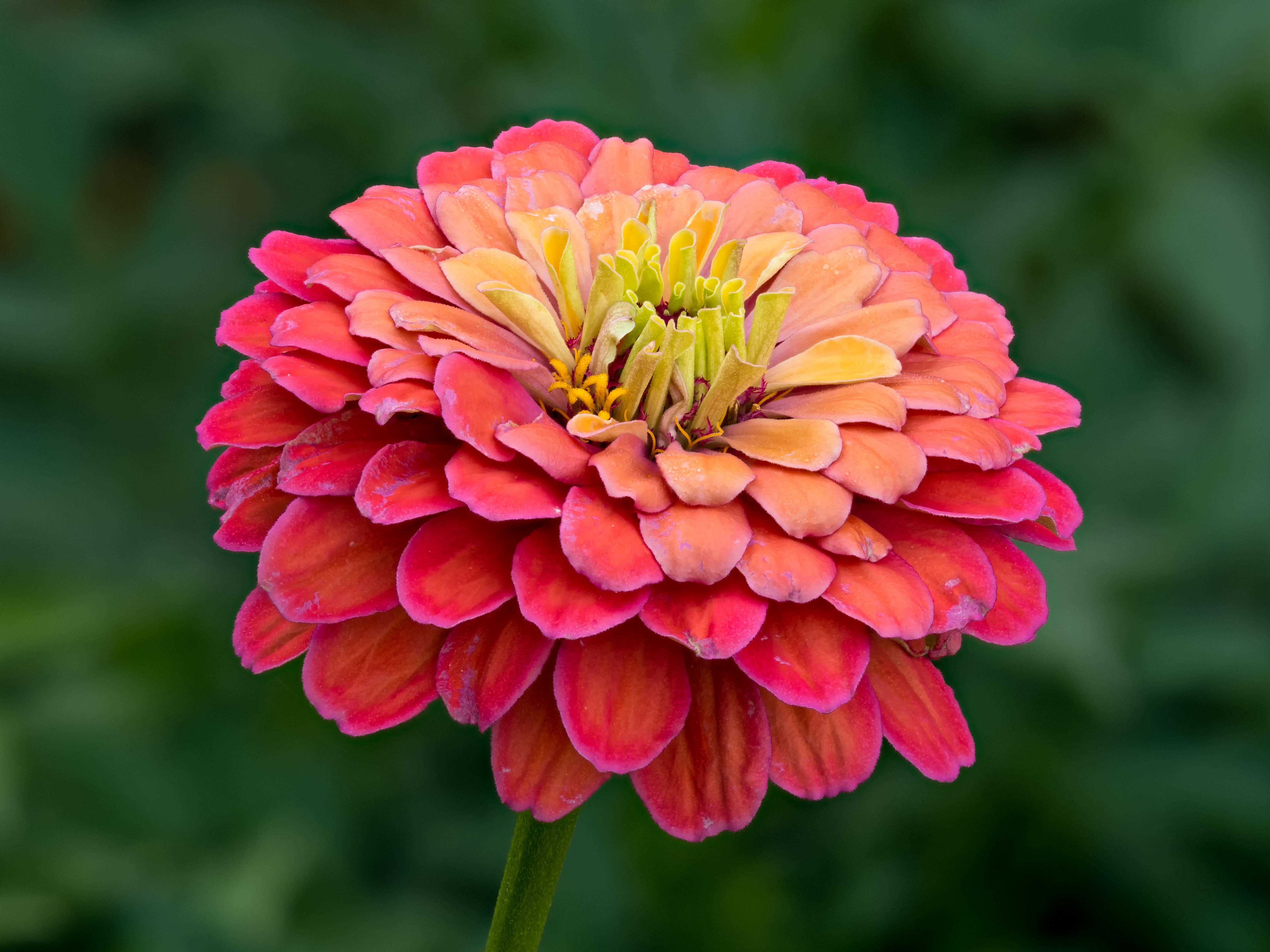 Zinnia_elegans_Common_Zinnia