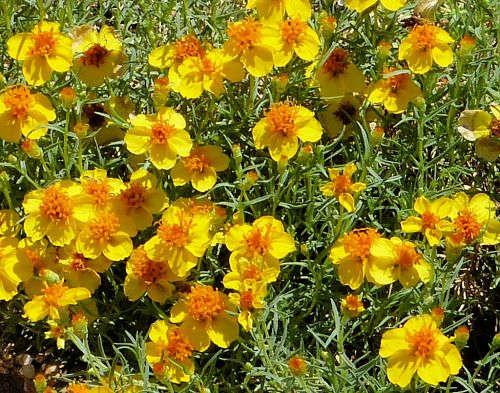 Zinnia_grandiflora_Rocky_Mountain_Zinnia