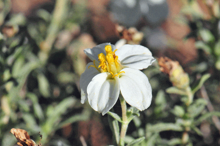 Zinniaacerosa_DesertZinnia