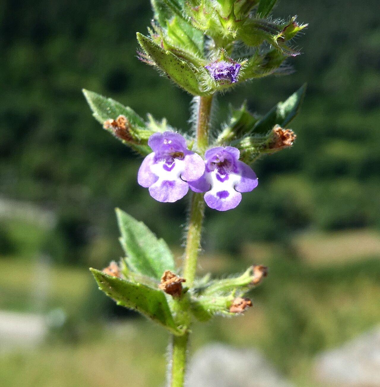 Ziziphora_Clinopodium