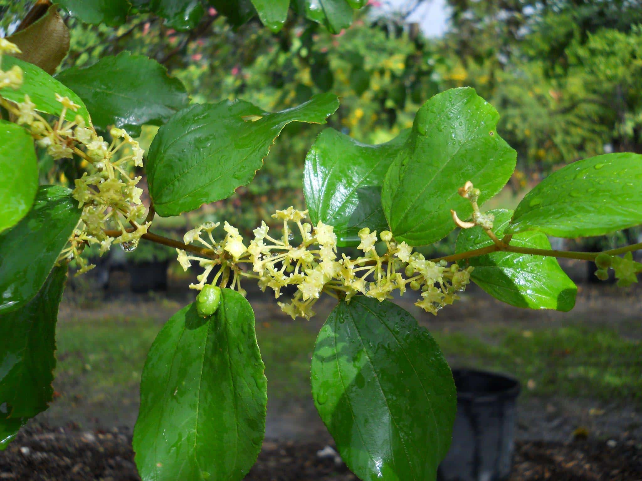 Ziziphus_celata_Florida_Jujube
