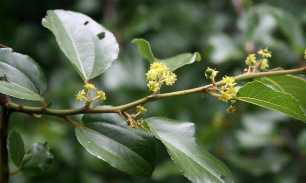Ziziphus_mucronata_Buffalo_Thorn