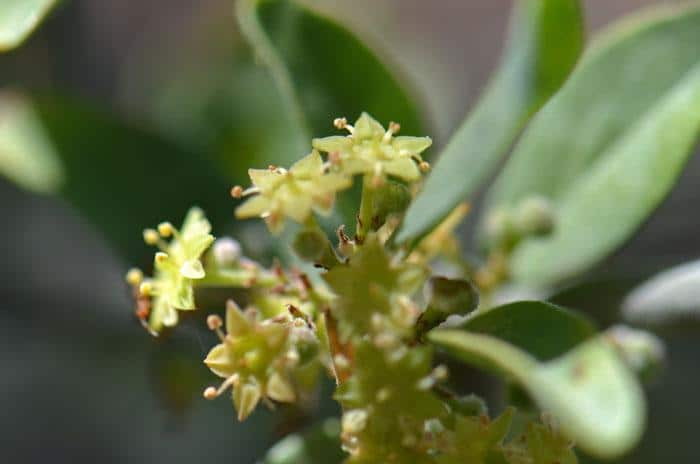 Ziziphus_obtusifolia_Lotebush