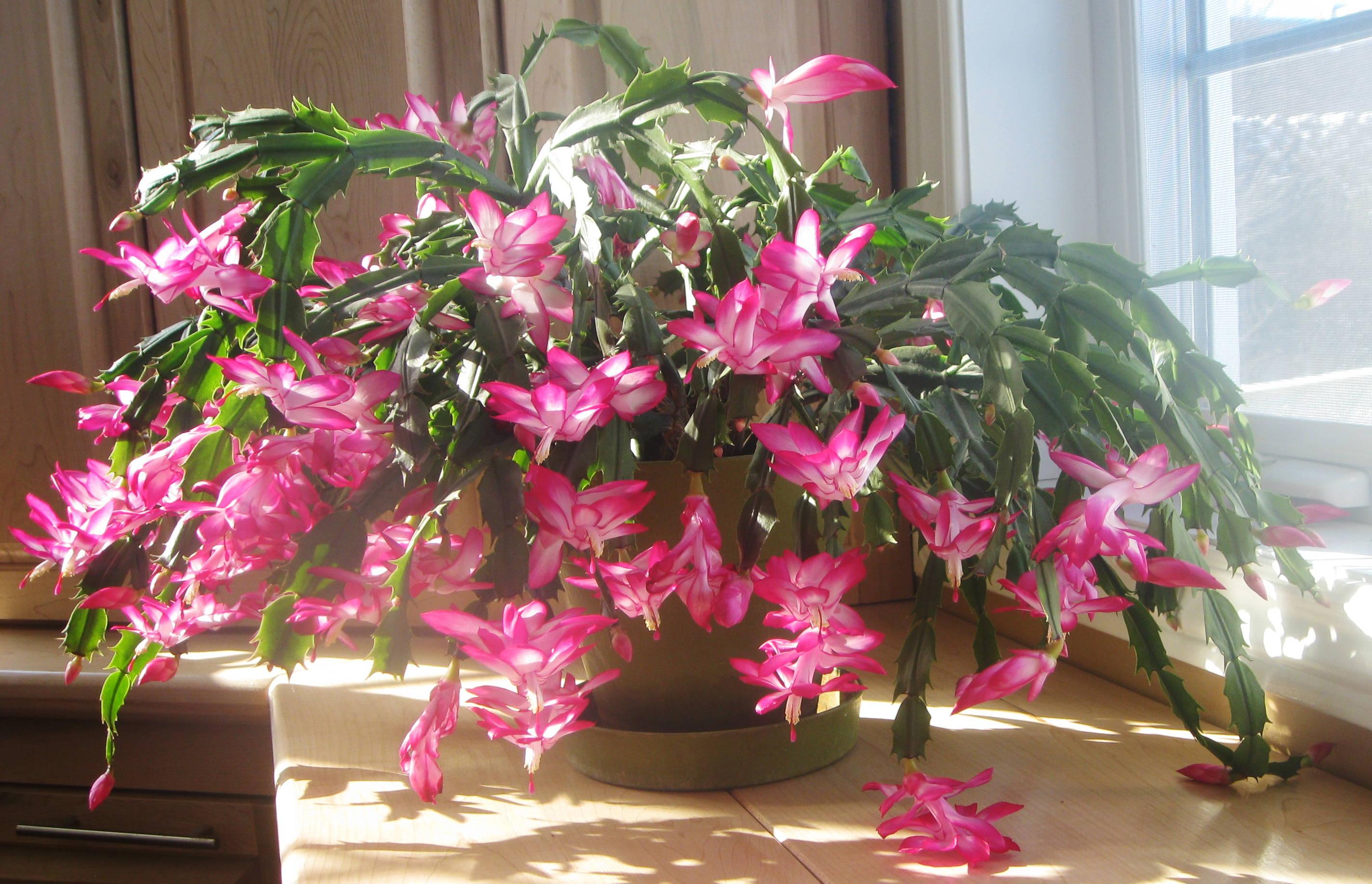 Zygocactus_Christmas_Cactus
