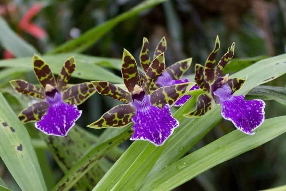 Zygopetalum_Orchid