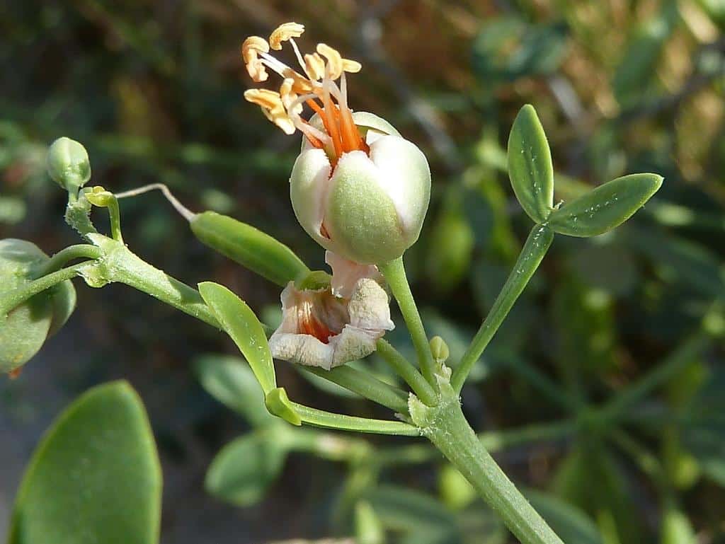 Zygophyllum_fabago_Syrian_Bean_Caper