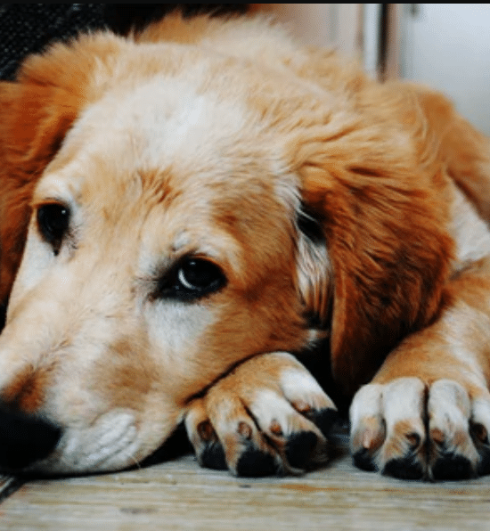 Unlocking the Potential of Remote Dog Training Collars for Effective Pet Training