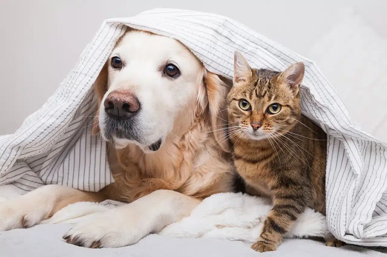 How to Reduce Household Allergens for Pets