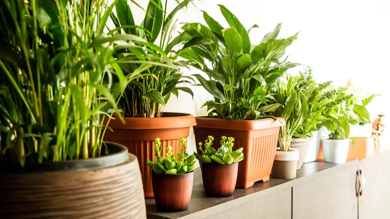 Why Every Parent Should Consider Outdoor Planters