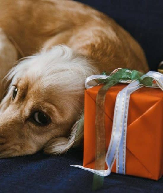 How to Celebrate Special Occasions With Your Pets?