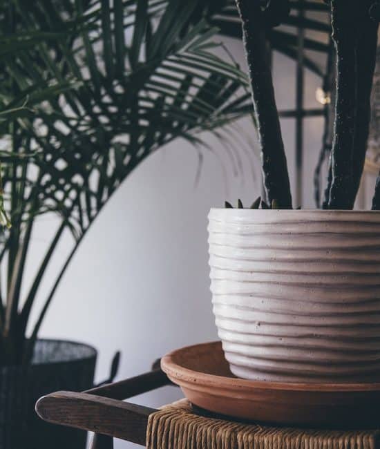 How to Create a Healthier Home Environment for Your Family with Indoor Plants