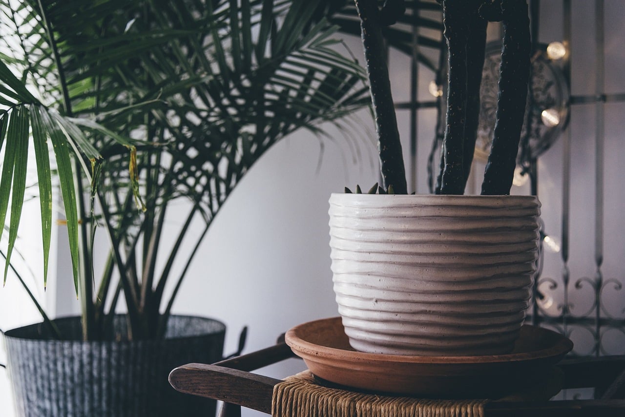 How to Create a Healthier Home Environment for Your Family with Indoor Plants