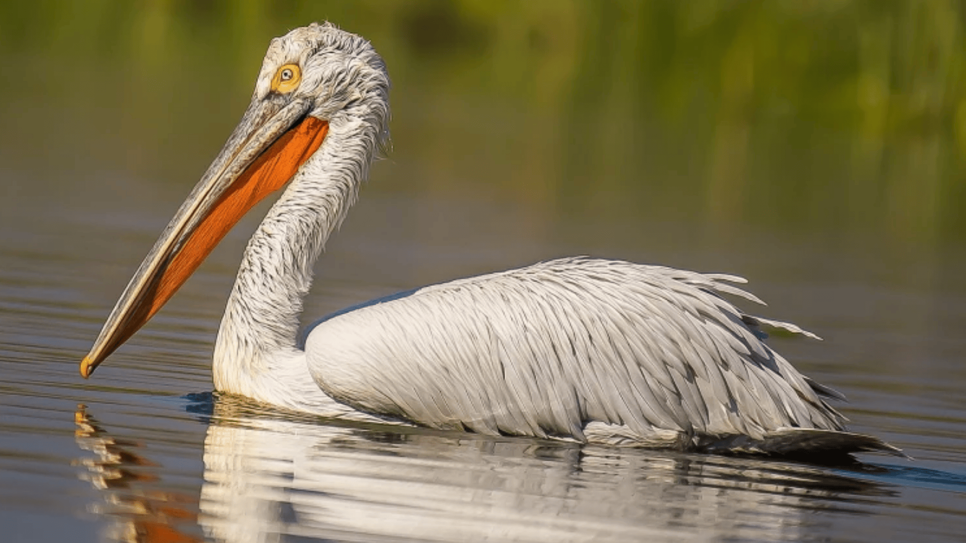 10._Dalmatian_Pelican