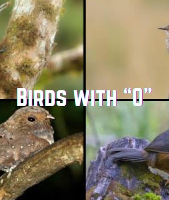 101 Birds that start with the Letter "O"