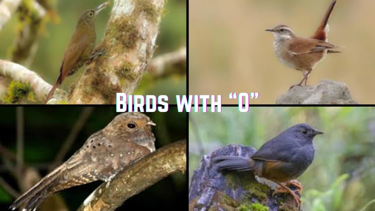 101 Birds that start with the Letter "O"